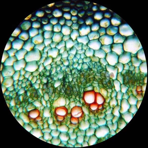 AmScope M500 Series Student Monocular Compound Microscope 40X-1600X Magnification with 1MP USB 2.0 Camera and Slides