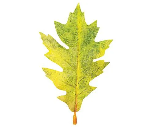Autumn Leaves Assorted Plastic Pack of 50