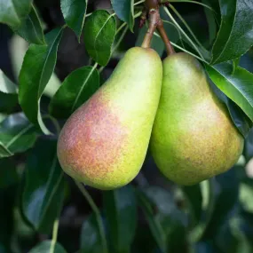 Pear 'Louise Bonne d'Avranches' Patio Fruit Tree 5Ltr Pot (NL)